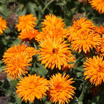 Picture of Calendula - Calexis Orange